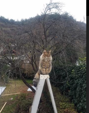 _森林狼势头正劲，争取季后赛门票_，森林狼最新进展