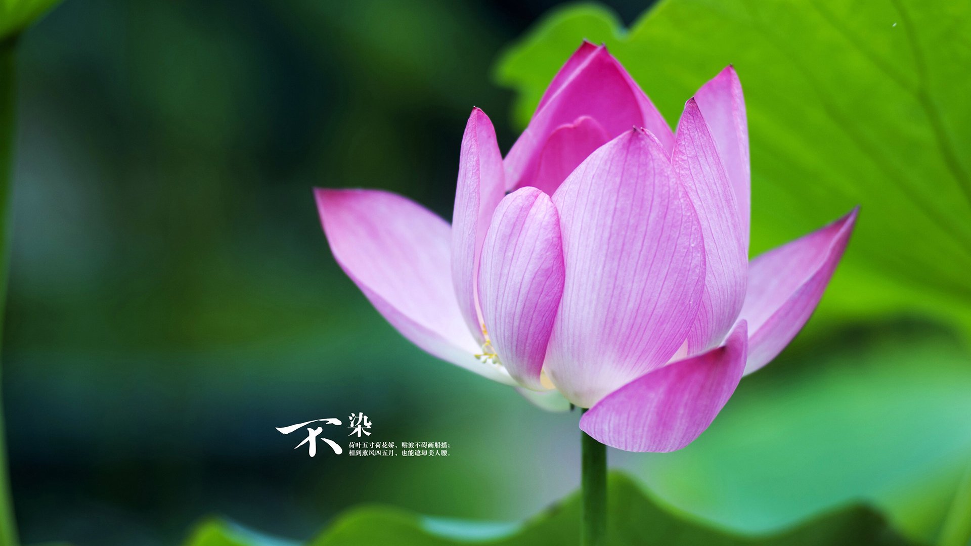 “国王队青年才俊崛起，未来可期”，国王队百科