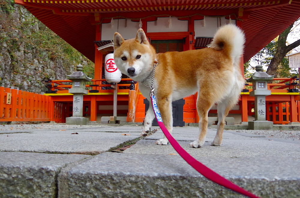 “国家队集训营:锻造战斗力,迎接大赛”,国家队训练营