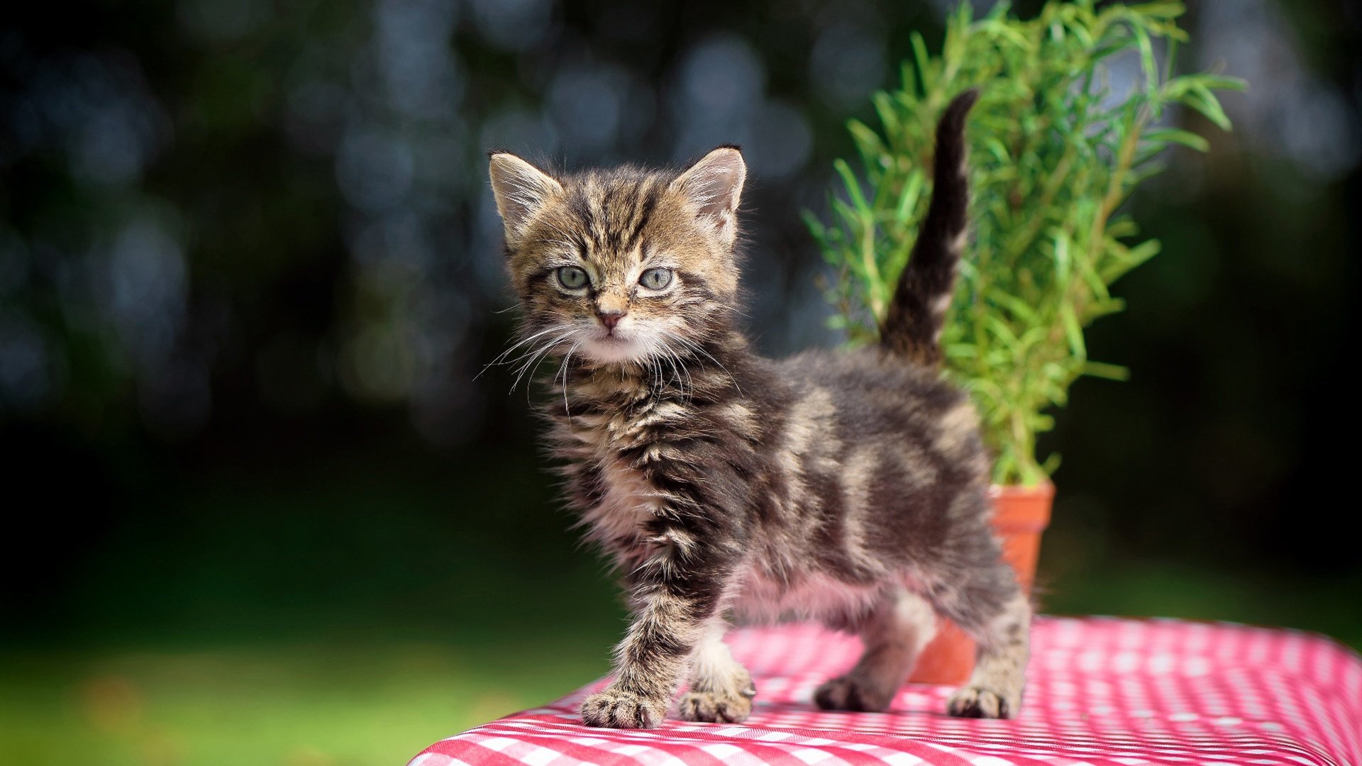 场外狂欢:车迷盛会与文化展演