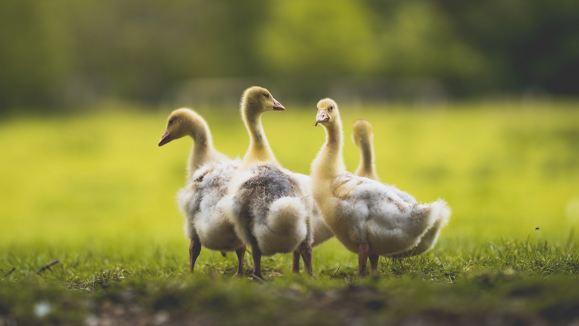 kaiyun sports-德甲创新比赛规则，提升比赛节奏和精彩程度，德甲创新比赛规则,提升比赛节奏和精彩程度