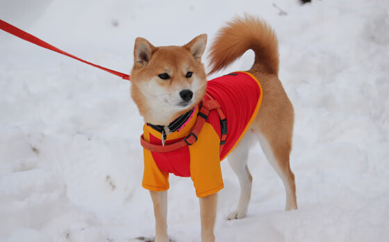 战术天才的“秘密武器”:欧冠中的创新布局,欧冠经典之战