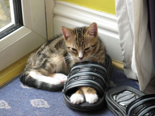 融合创新：大数据分析助力足球战术制定，大数据在足球训练中的运用