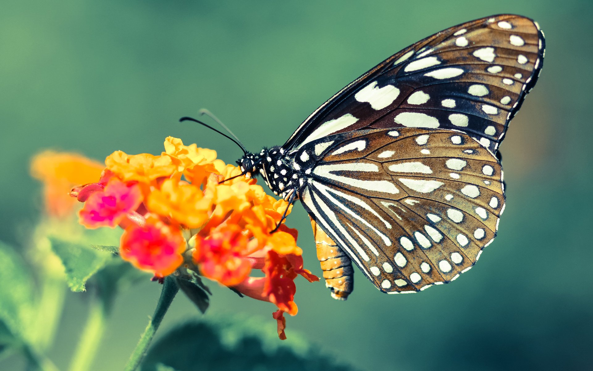 足球裁判体能测试采用智能评估系统,足球裁判体力