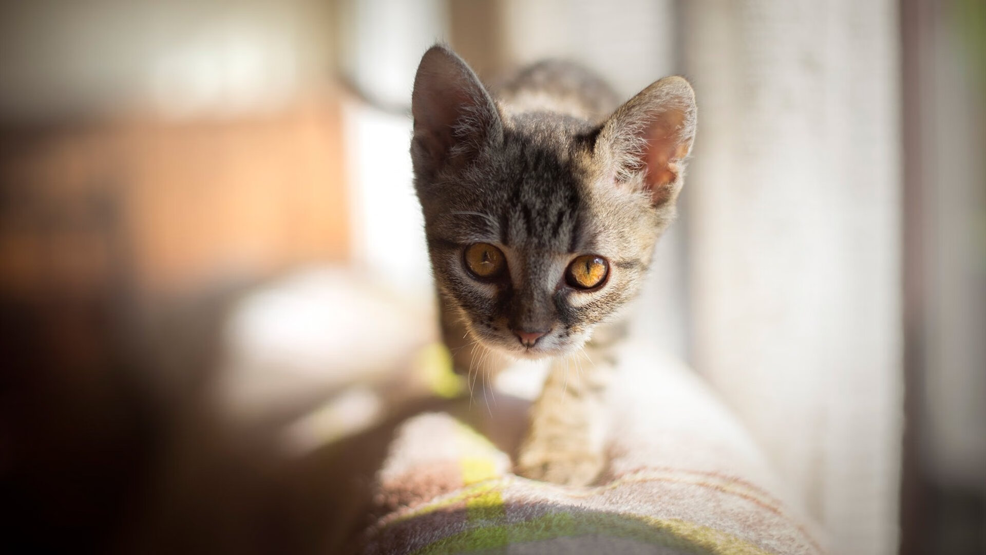 车迷体验升级：虚拟赛道互动新尝试，虚拟车辆