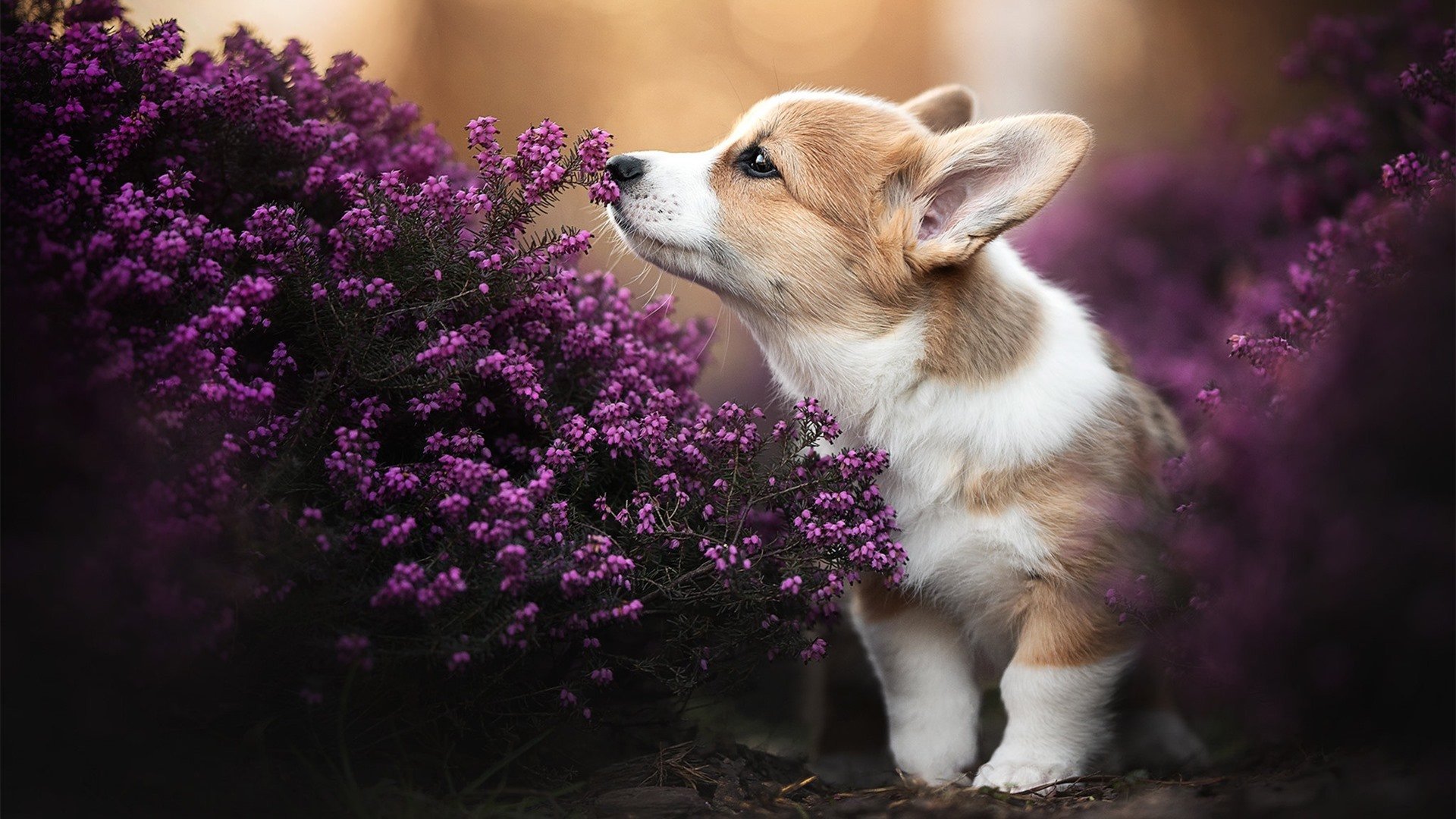 跑跑卡丁车王者争霸赛,速度与激情激情碰撞,跑跑卡丁车精彩比赛视频