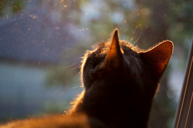 逆境中的战术调整：球队如何利用换人实现反转？，足球换人程序