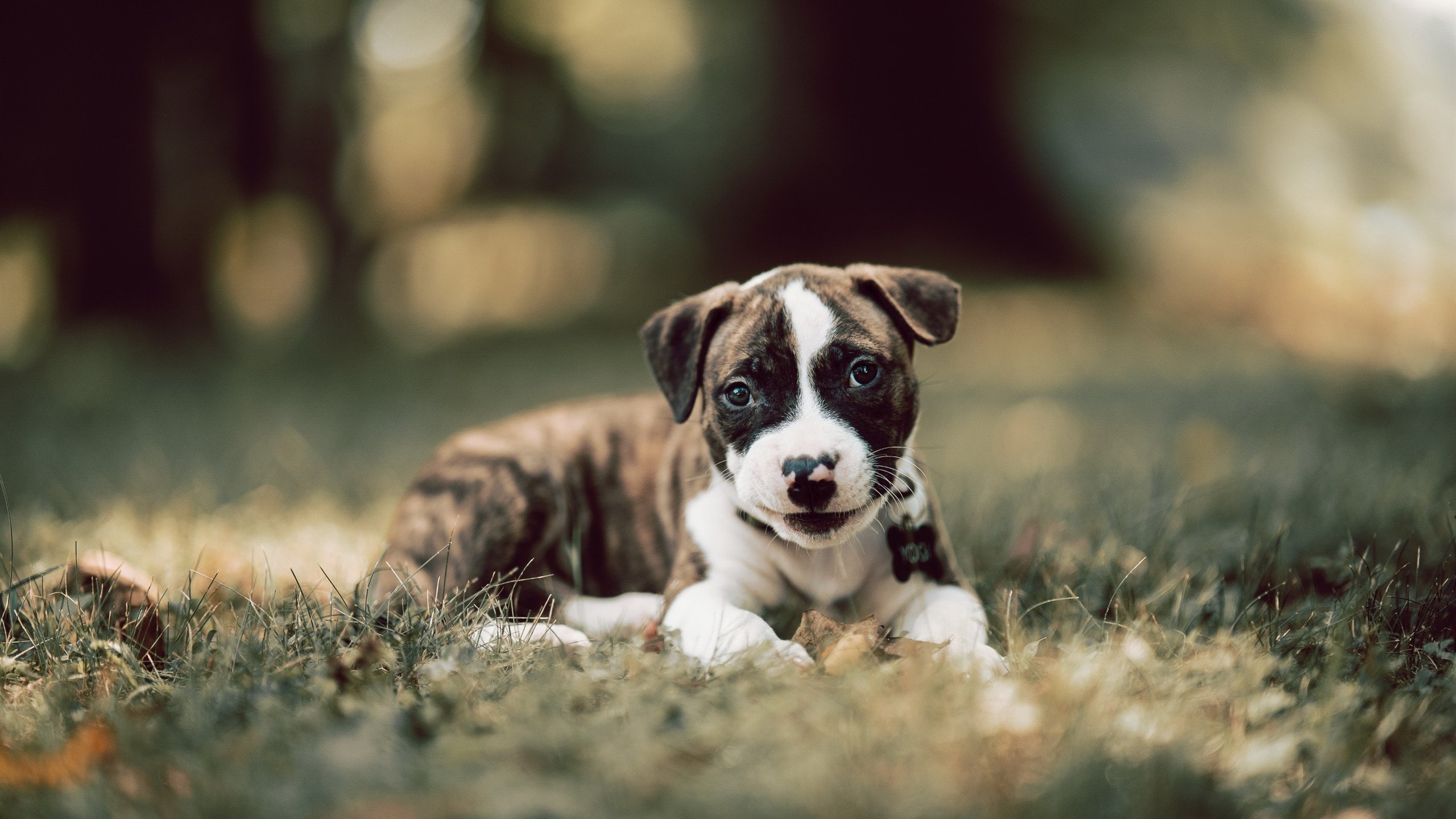 开云体育客户端-川崎前锋连续多场保持零封，川崎前锋视频