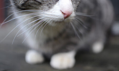 萨索洛客场大败,降至积分榜垫底,萨索洛阵型