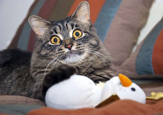 新闻中心新员工培训顺利结业，新员工入职培训结业典礼简报