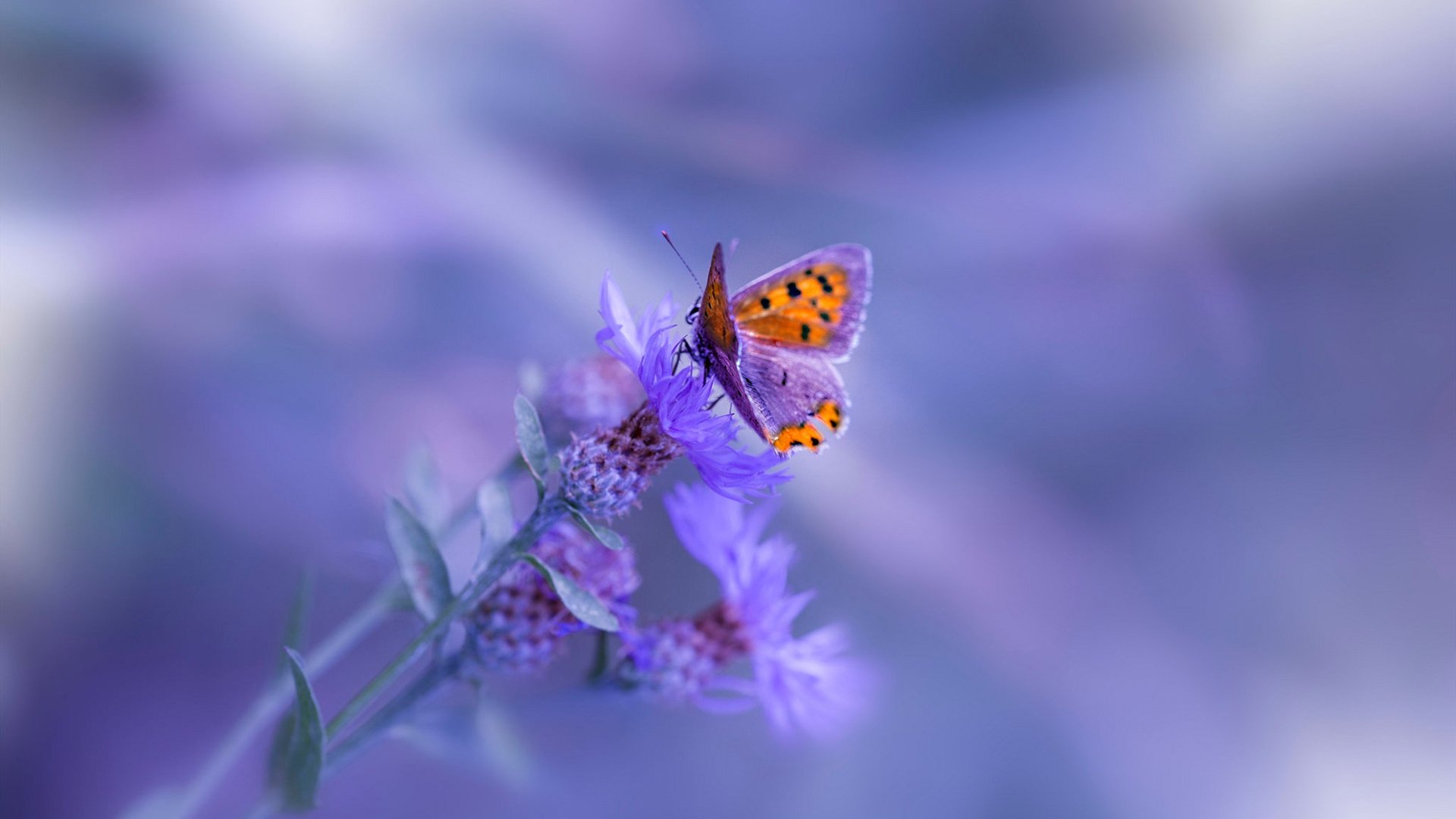 英超赛程密集下轮换策略与伤病防控关联研究，2021英超规则